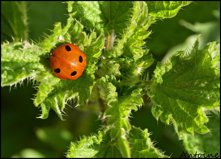 coccinella 7punctata 160419 griboval antoine 05