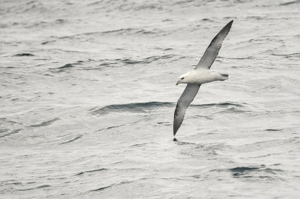 Fulmar boreal THEO TREELS DSC 3414