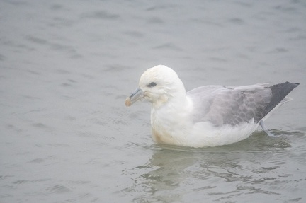 Fulmar boreal THEO TREELS DSC 1706